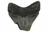 Bargain, , Fossil Megalodon Tooth - Georgia #338847-1